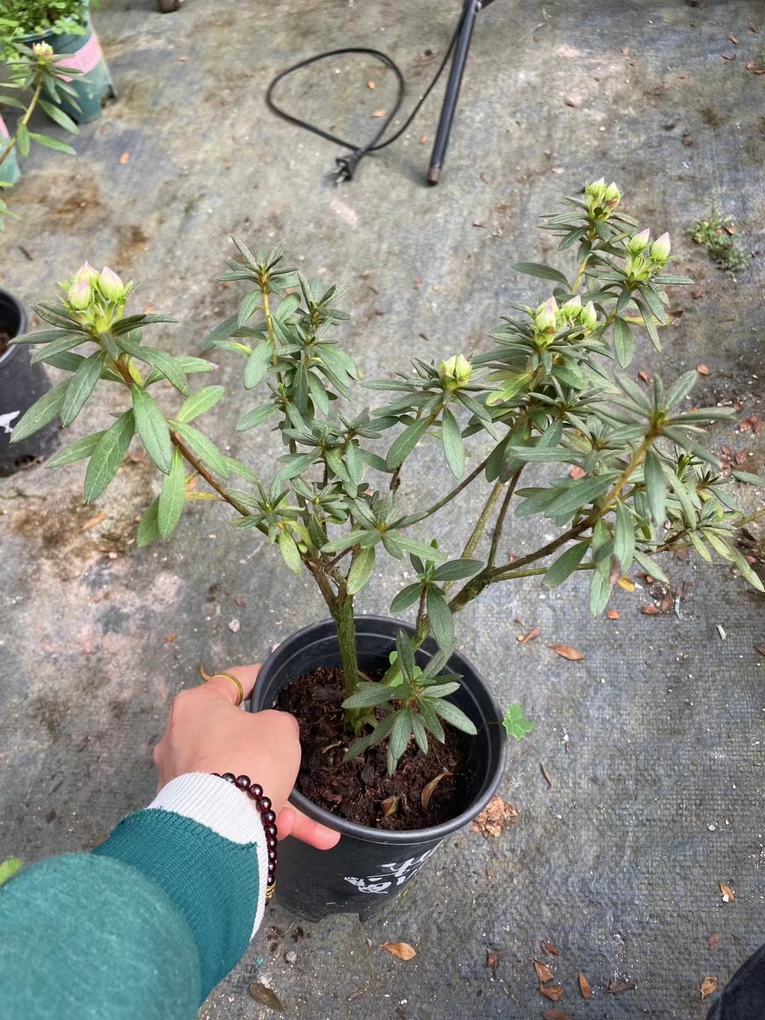 进口品种东洋杜鹃花皋月杜鹃：岸牡丹 紫色重瓣大花型 耐寒耐热 - 图2