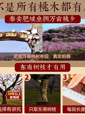 桃木枝棍摆件桃树枝条婴儿原木七根五色线绳7cm老东南厘米剑挂件