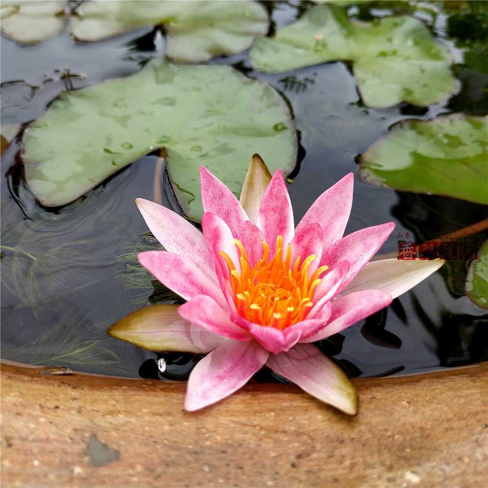 紫睡蓮盆 新人首單立減十元 22年9月 淘寶海外