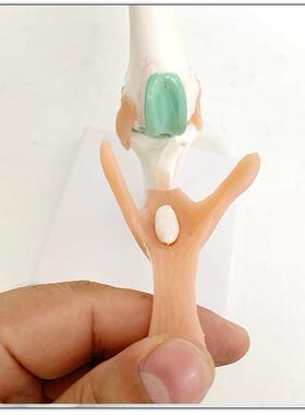 狗骨骼模型QJU模狗膝韧关骨节犬关节狗带功能型犬骨骼狗架宠物模