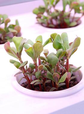 多层智能种植机阳台家庭室内水培水耕立体带自动控制的无土栽培