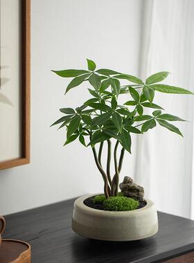 家里装饰品摆件高级感奇趣发财树盆栽室内桌面花卉植物四季常青好