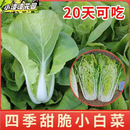 蔬菜大种秋叶菜四香葱季椒大叶菠菜大叶小菠茄菜香播盆大叶菠菜栽 - 图1