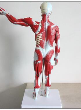 肌肉人解剖模型人体骨骼器官模型 美术艺用雕塑用多部件可拆