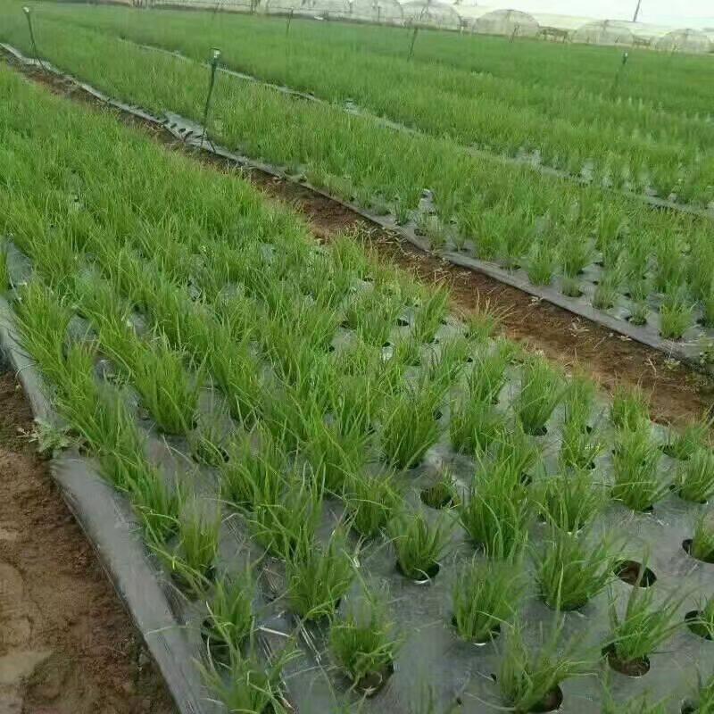 Perforated mulch film, agricultural film, black weed-killing film, silver-black reflective vegetable film, special film for onions, lettuce and onions
