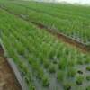 Perforated mulch film, agricultural film, black weed-killing film, silver-black reflective vegetable film, special film for onions, lettuce and onions