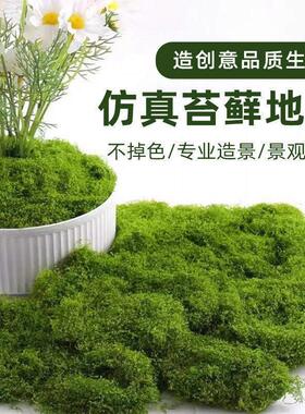 苔藓草皮假青苔微景观摆件草坪园艺盆景铺面绿化造景厂家直销
