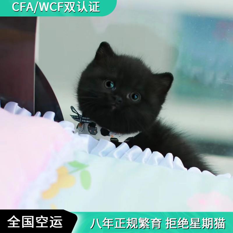 纯黑孟买猫幼猫纯种矮脚曼基康猫咪拿破仑纯黑英短猫短毛招财玄猫-图2