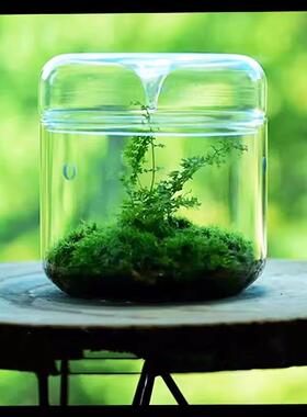 DIY微景观植物苔藓瓶高硼硅玻璃露集杯桌面生态瓶带孔带罩免打理