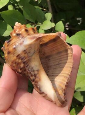 天然贝壳海螺香螺壳寄居蟹卷鱼贝替换壳鱼缸水族装饰品家居工艺品