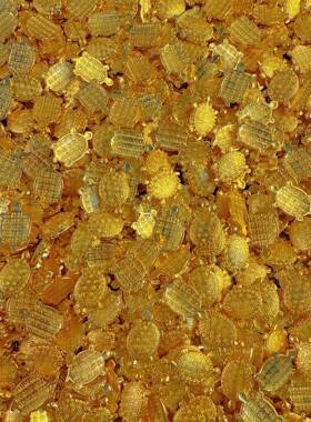 合金办实心元宝迷你公小金米玉米金条花生一斤摆件居HJBJ-12-礼品