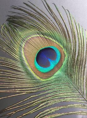 天然真孔雀羽毛家居摆饰 大眼睛孔雀毛客厅 花瓶装饰品 招财纳福