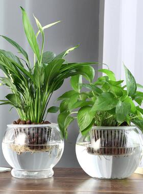 花瓶透明玻璃植物水培瓶绿色萝卜容器花盆创意养鱼和养花水箱装饰