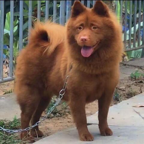 潮汕五红犬虎头广西土猎犬红色土狗狩猎犬中华田园犬土狗打猎幼犬-图3