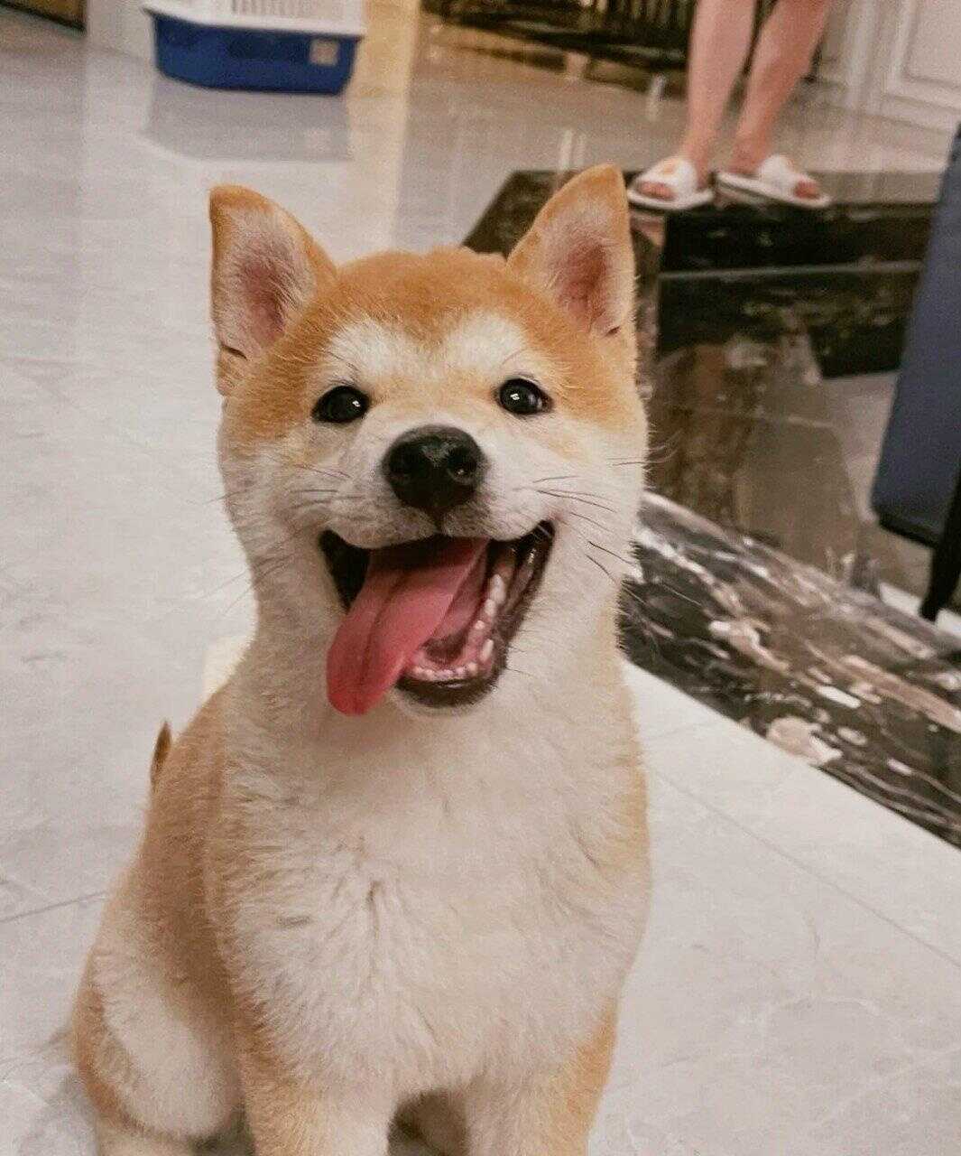 楽天カード分割 柴犬 新犬種別ガイド 芝犬 豆柴の飼い方 健康管理 しつけ Associazioneculturaleinasia It