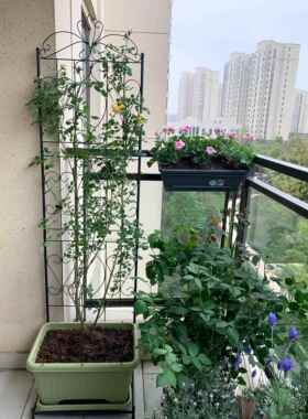 带底座阳台落地欧式屏风架室内庭院铁线莲花幕爬藤架园艺花架