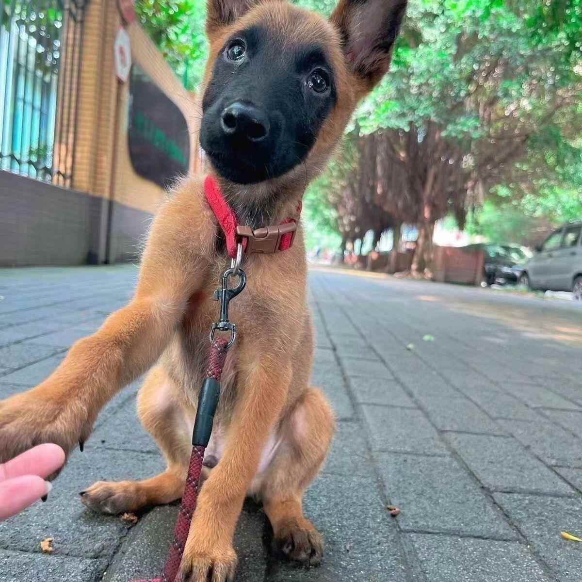 双血统到家马犬幼崽活体正宗马犬军犬护卫犬小马犬大黄中华田园犬-图2