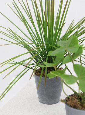 西西里 彷真绿色植物基础款桌面植物 家居客厅书柜隔板摆件饭厅办