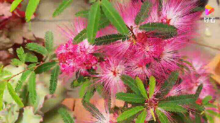 合欢粉 新人首单立减十元 22年5月 淘宝海外