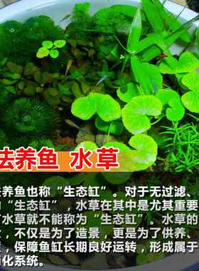 古法造景水草懒人养鱼净化水质植物套餐绿菊浮萍原生态水陆养真草