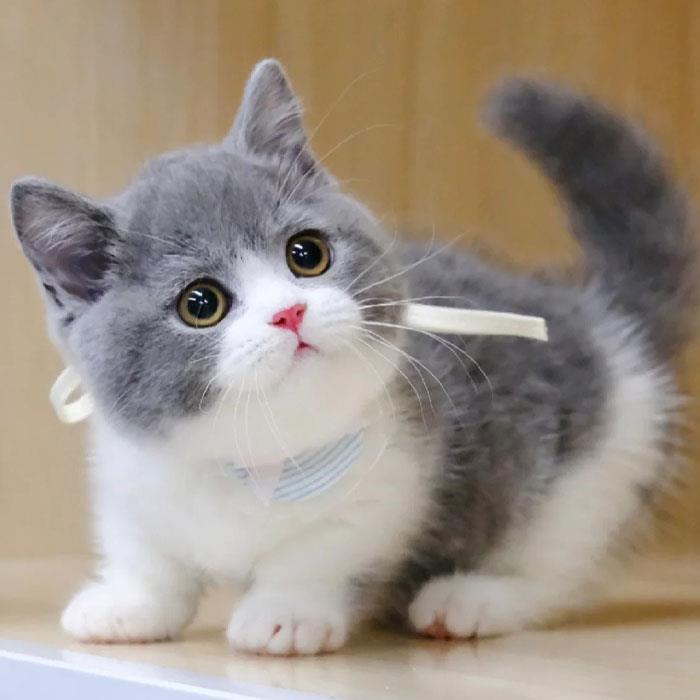 蓝白猫英国短毛猫活体幼猫矮脚小猫金银渐层金吉拉宠物猫咪幼崽 - 图2