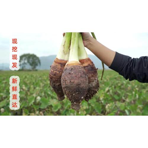 广西荔浦新鲜大粉芋头粉糯农家自种现挖特产毛芋头香芋槟榔芋蔬菜 - 图2