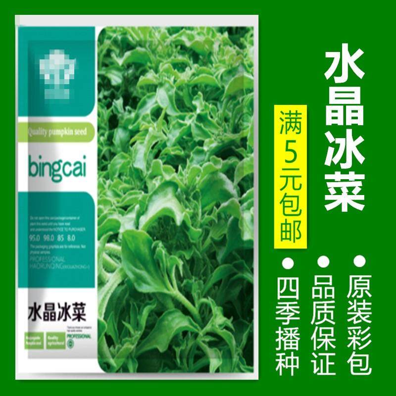 黄菇娘果芦笋薄荷地中海根芹辣椒生冰菜籽盆栽番茄菜蔬菜种子孑土,淘宝优惠券,粉丝福利购,淘宝优惠卷