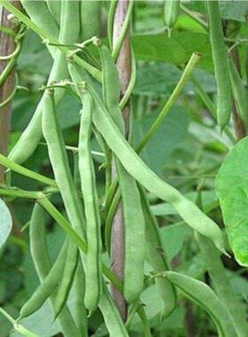 4各种蔬菜种农田菜米园高产种蔬菜豆角、玉子等蔬菜易种