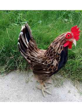 十二生肖 创意礼品仿真动物 仿真鸡 大母鸡 儿童玩具 羽毛类动物