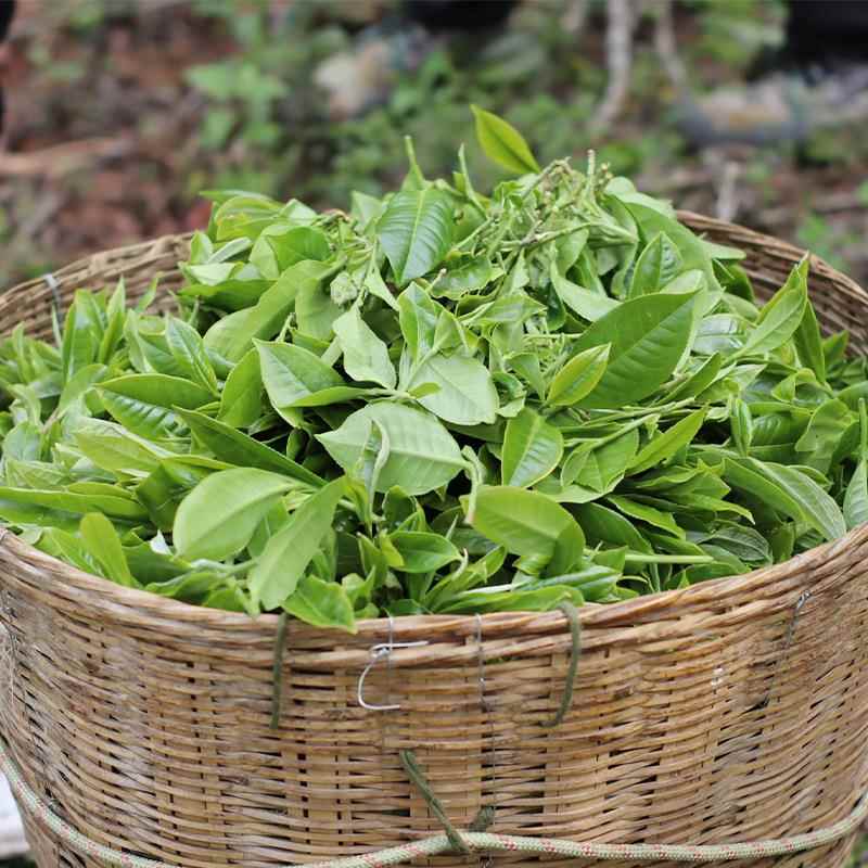 2019年云南普洱茶大树老树散茶生茶古树茶纯料茶叶普洱老茶 - 图1