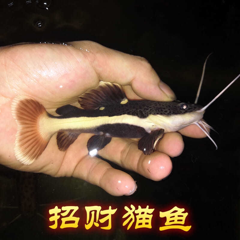 猫鱼鲶鱼-新人首单立减十元-2022年7月|淘宝海外 猫鱼鲶鱼-新人首单立减十元-2022年7月|淘宝海外
