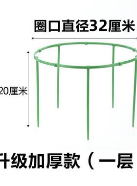 花架子火龙果太阳花月季绿萝花盆