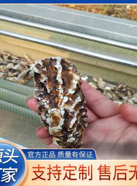 芋头海鲜毛辊清洗机去皮去泥设备马铃薯根茎类硬毛刷清洗机设备