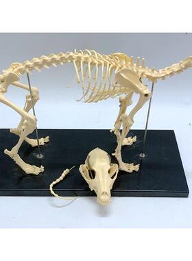 狗骨骼模型 犬骨骼 狗骨架 犬骨架 狗头狗关节动物标本犬头犬关节