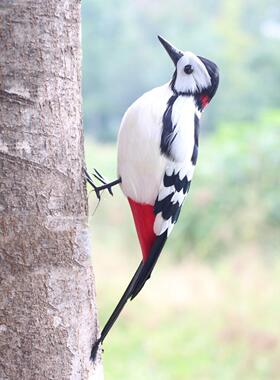 仿真啄木鸟羽毛工艺品园林花园装饰家居饰品展览漫展羽毛啄木鸟