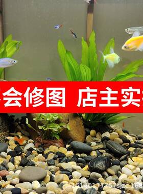 原生自然溪流石小石头子鱼缸造景铺路花盆装饰五彩鹅卵石乌龟底砂