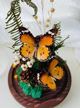 玻璃罩蝴标蝶本标植d物本永生KNU花干花摆件昆虫iy微景观母亲节