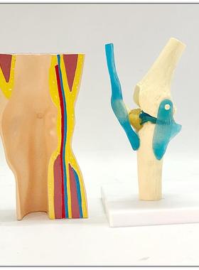 人体膝关节模型 膝关节带韧带肌肉包皮演示模型骨骼骨架运动展示