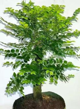 名贵小叶紫檀盆景植物盆栽办公室客厅桌面室内绿植好养活四季常青