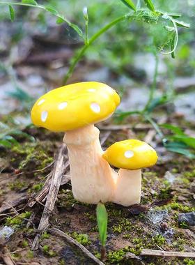 模拟粉色小蘑菇多汁盆景美化装饰儿童小装饰品苔藓微景观蘑菇桌面