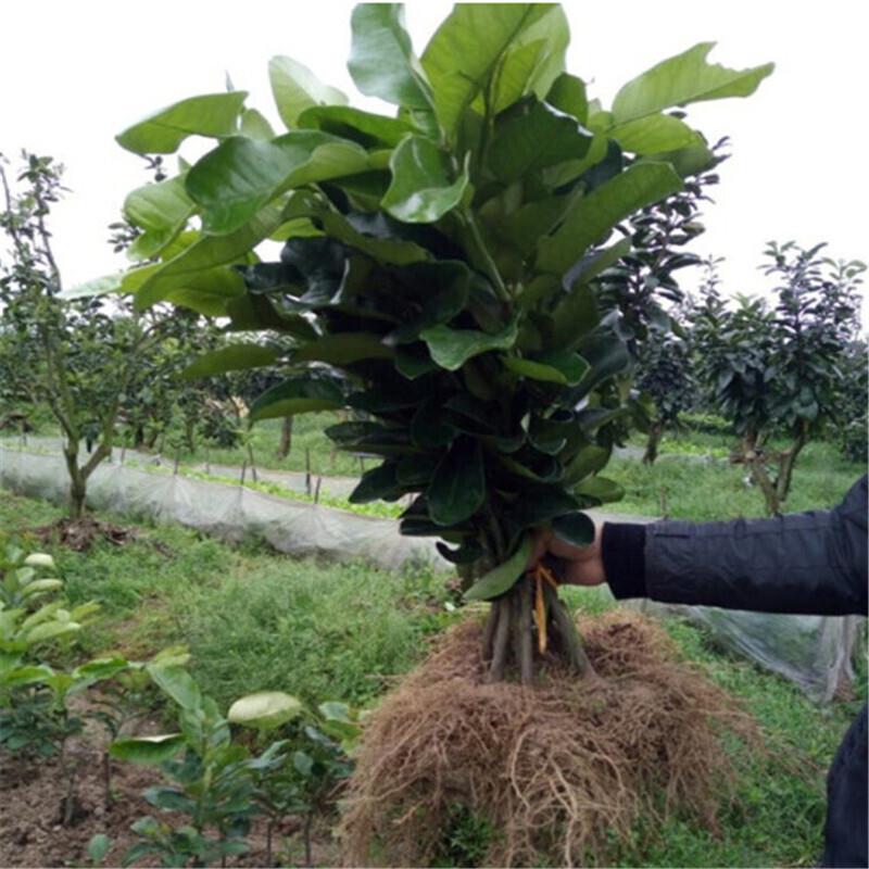 正宗嫁接柚子树苗红心蜜柚盆栽地栽南北方种植三红蜜柚苗当年结果 - 图2