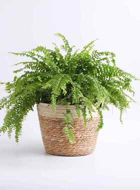 斯堪的纳维亚藤储物篮花篮绿色植物储物篮厨房篮大型植物家庭篮编