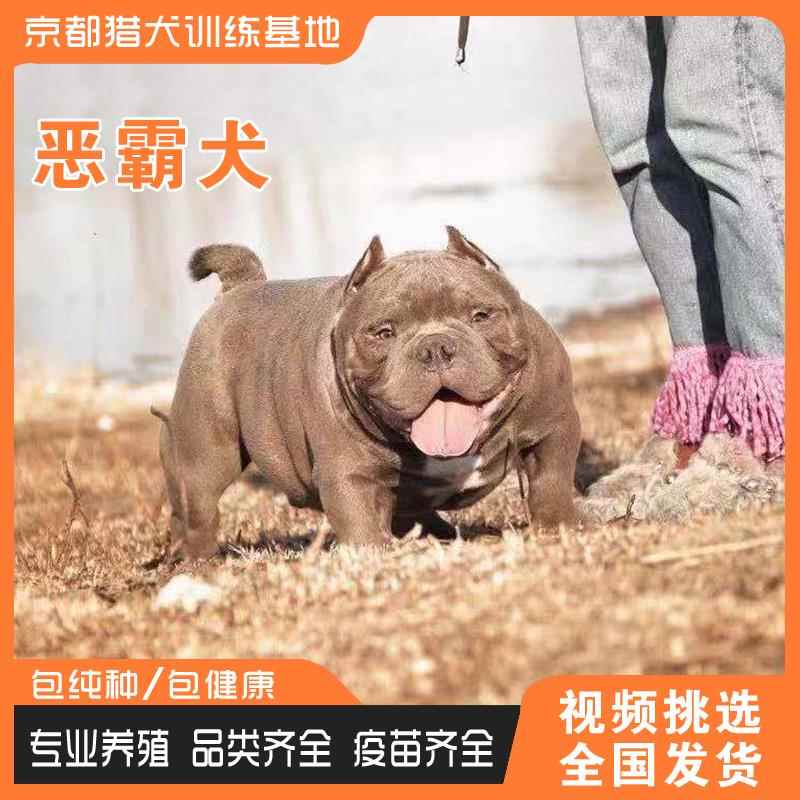 纯种恶霸犬活体幼犬家养宠物口袋体恶霸幼犬血统美国巨型赛级恶霸 - 图2