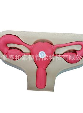 上海北京深圳手术仿真人体模型仿真骨骼水晶骨骼仿真胃肠模型