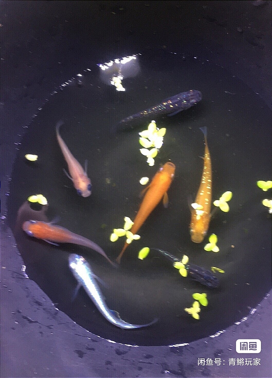 水錦鯉盆 新人首單立減十元 22年6月 淘寶海外