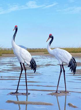 彷真仙鹤雕塑户外花园水池假山庭院美陈装饰动物玻璃钢丹顶鹤摆件
