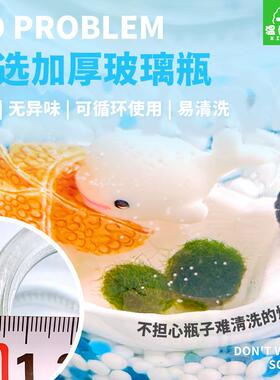 o海藻球生态瓶 水藻球马里莫水培玻璃瓶随身瓶 桌面宠物