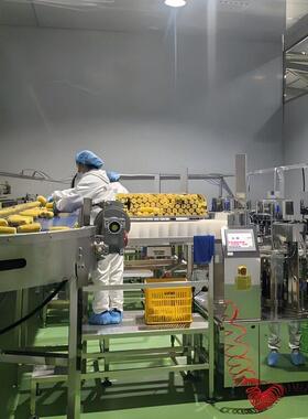 东北鲜苞米真空即食生产线鲜食甜玉米加工设备鲜玉米切头去尾机