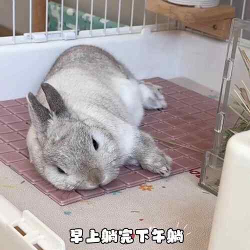 兔子趴趴垫仓鼠降温冰垫龙猫冰窝夏天散热消暑凉席子荷兰猪降温板 - 图2