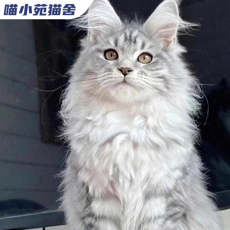 纯种缅因猫宠物猫咪布偶猫卷毛德文猫蓝猫暹罗猫层渐金美短英短 - 图0